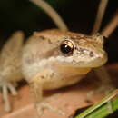 Image of Javelin Frog