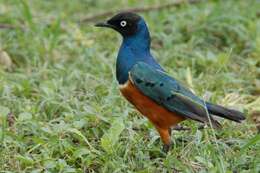 Image of Superb Starling