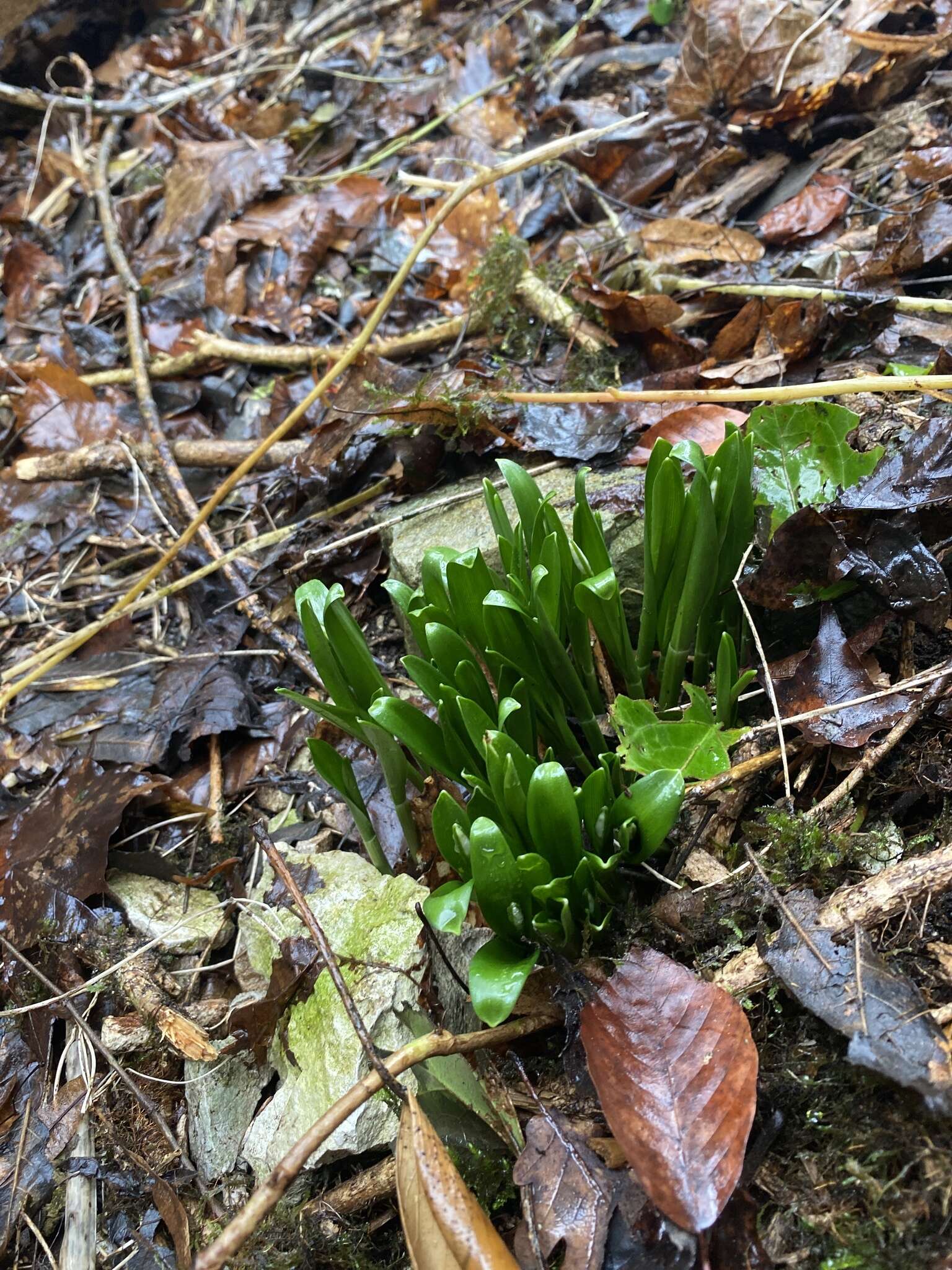 Image de Galanthus woronowii Losinsk.