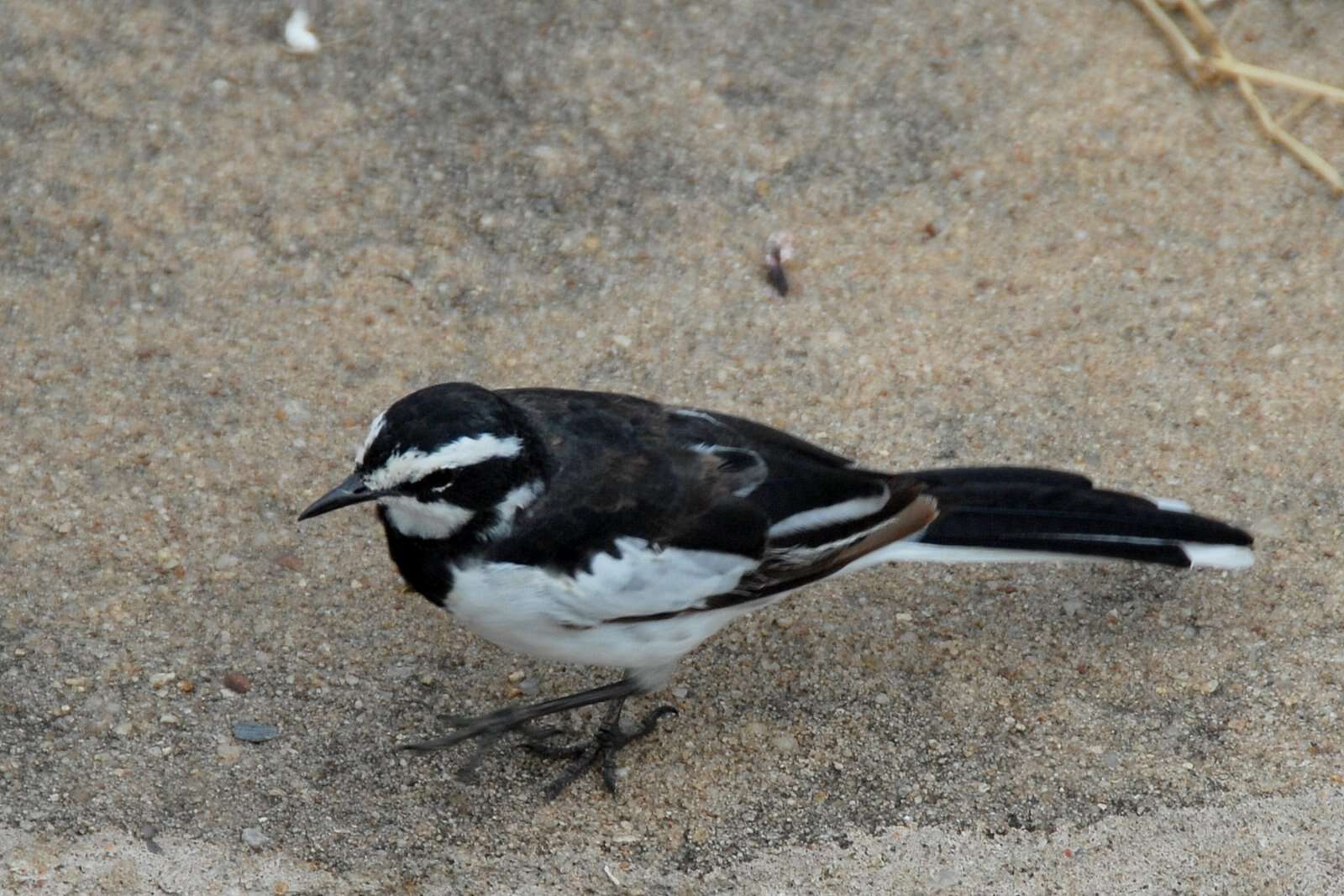 Image of African Pied Wagtail