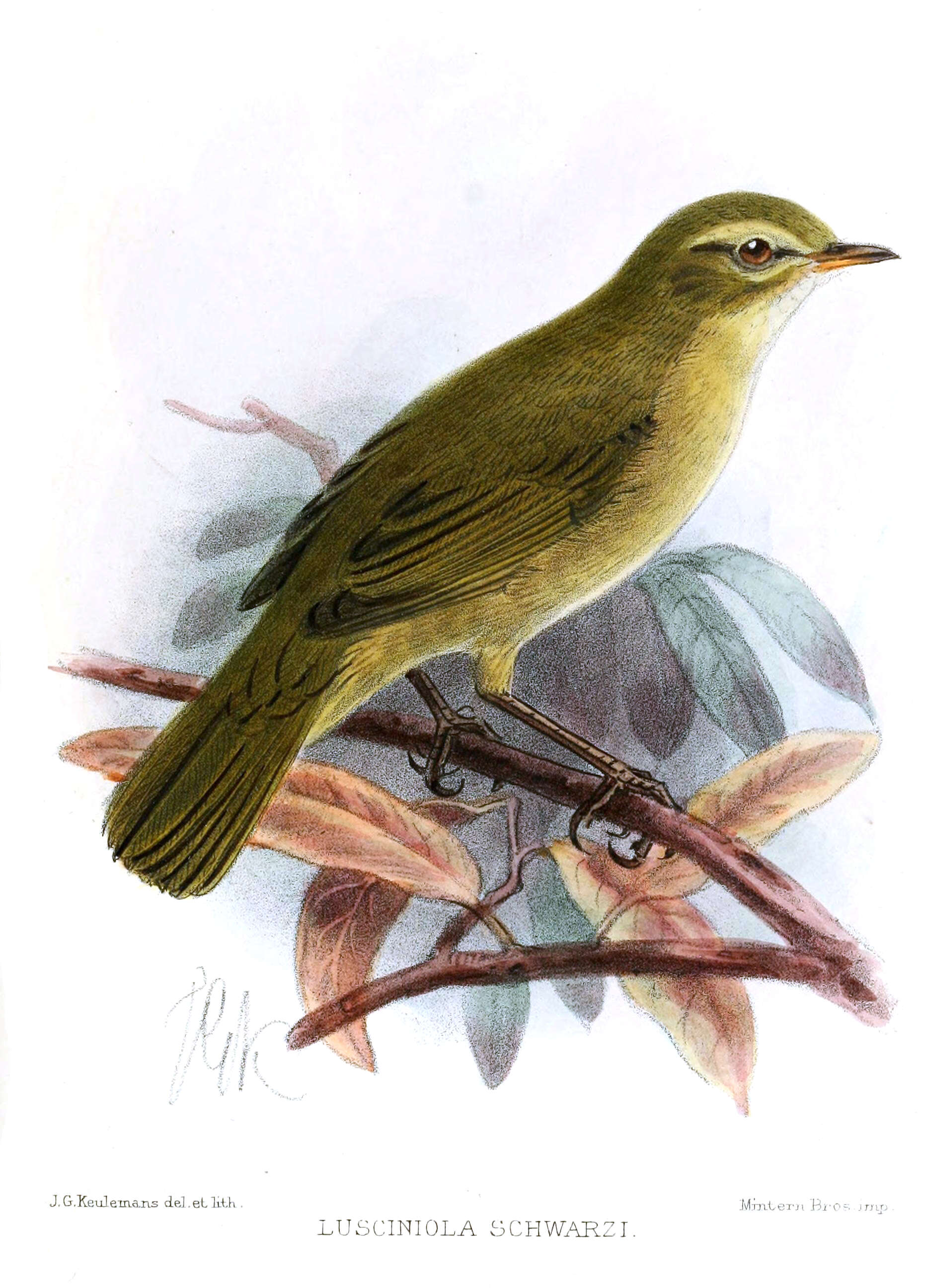 Image of Phylloscopidae