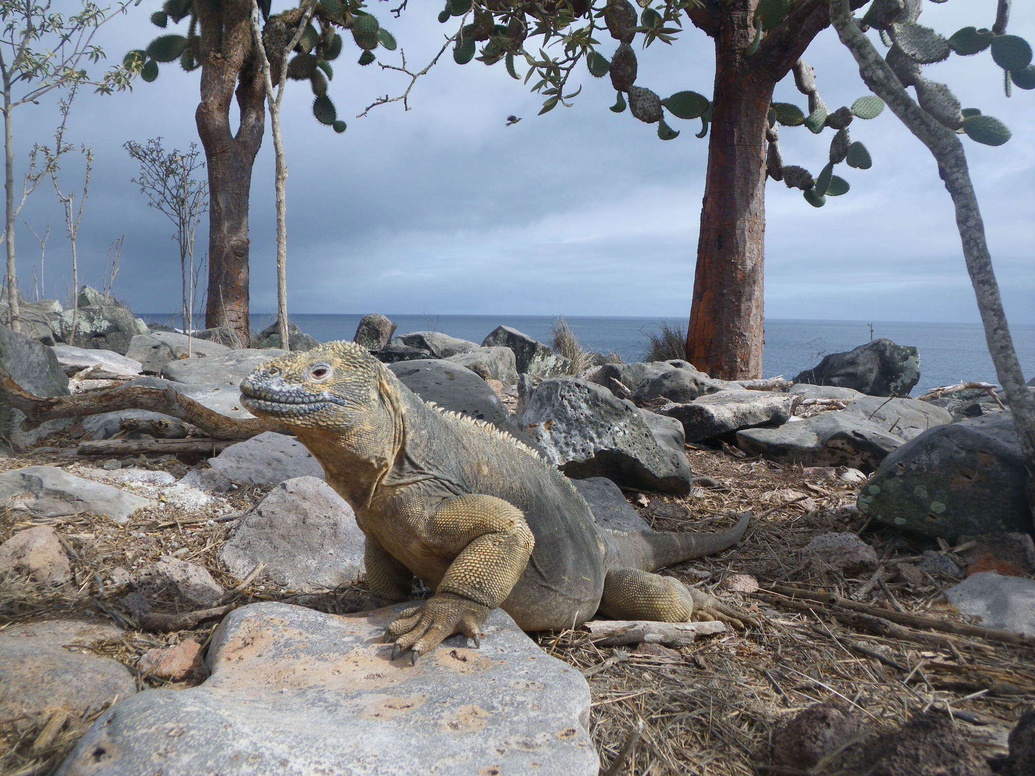 Image de Iguane terrestre de l'île Santa Fe