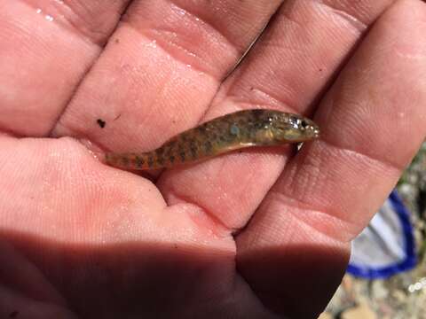 Image of Rainbow Darter