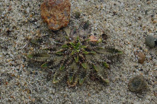 Image of Plantago triandra Bergg.