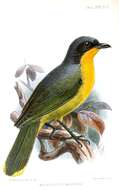 Image of Bushshrike