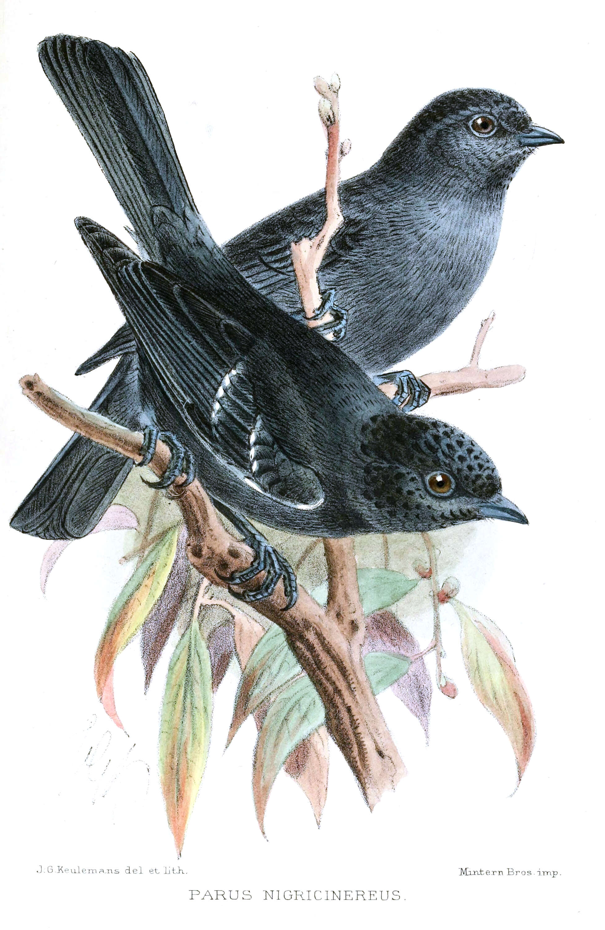 Image of chickadees and titmice