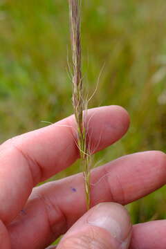 Pentapogon quadrifidus (Labill.) Baill. resmi