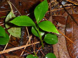 Plancia ëd Sarcococca ruscifolia Stapf