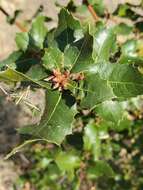 Image of interior live oak