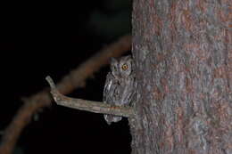 Image of Eurasian Scops Owl