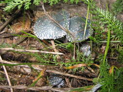 Image of verdigris agaric