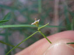 Imagem de Euphorbia aaron-rossii A. H. Holmgren & N. H. Holmgren