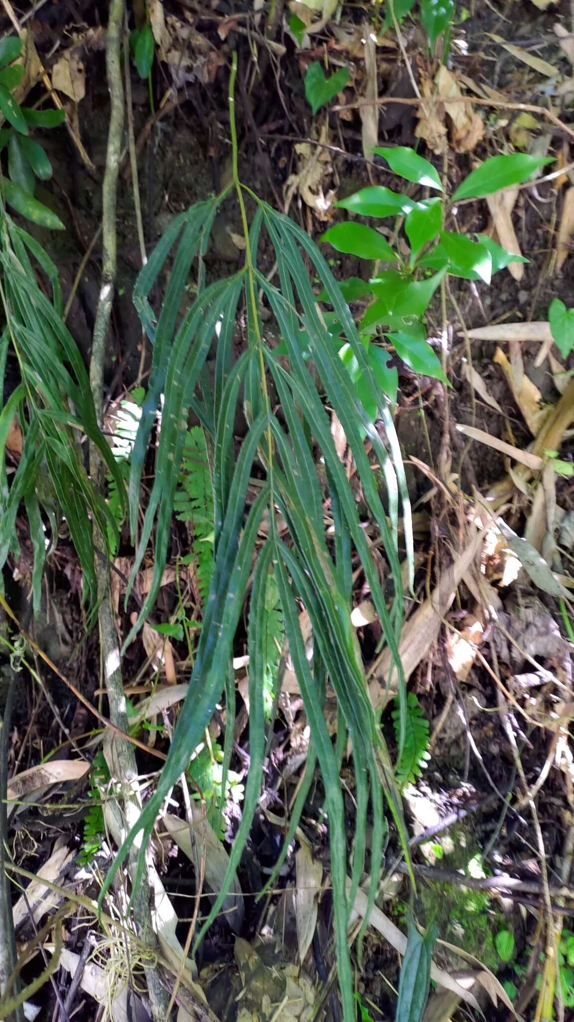 Image of Pteris longipinna Hayata