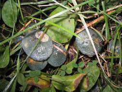 Image of verdigris agaric