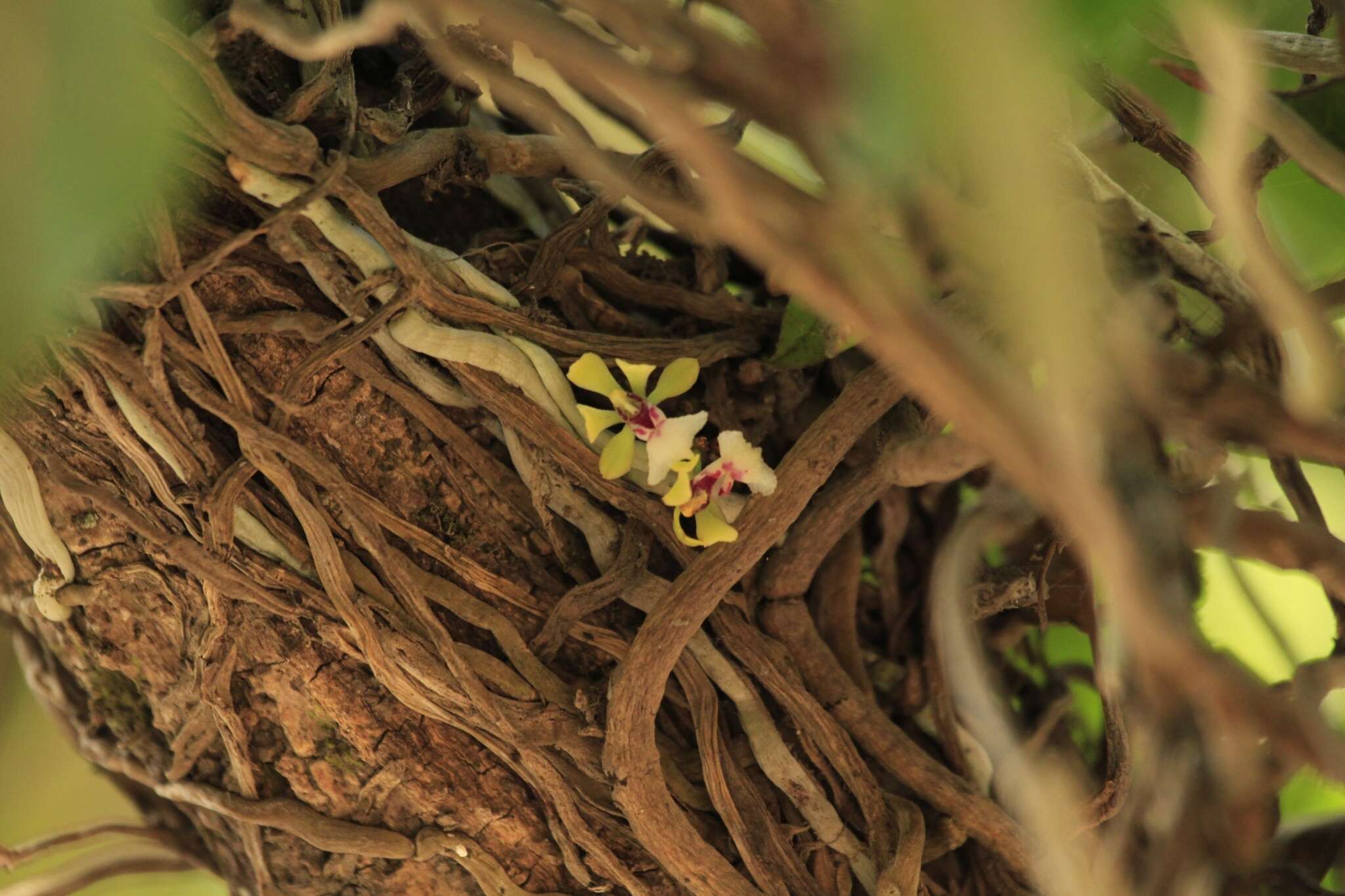 Image of Smithsonia viridiflora (Dalzell) C. J. Saldanha