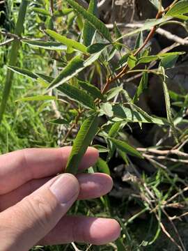 Image of Searsia pendulina (Jacq.) Moffett