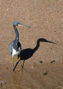 Image de Aigrette tricolore