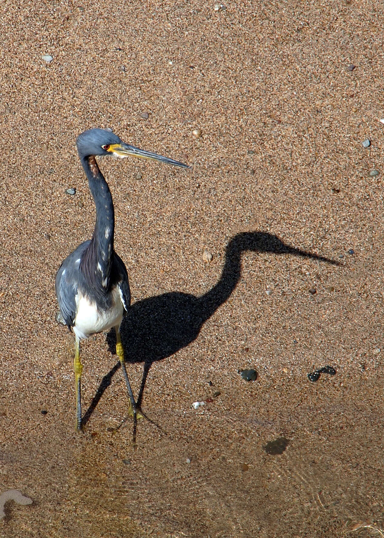 Image de Aigrette tricolore