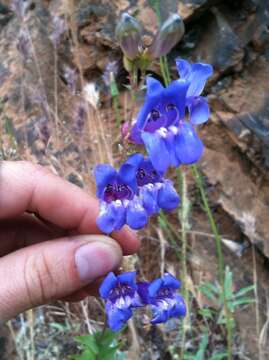 Image of azure penstemon