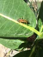 Image of Xylomya terminalis Vasey 1977