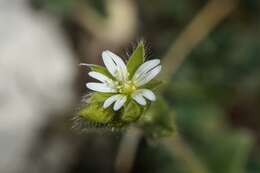 صورة Cerastium brachypetalum Desf. ex Pers.