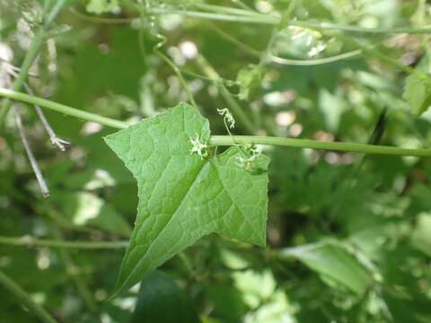 Image of sicyosperma