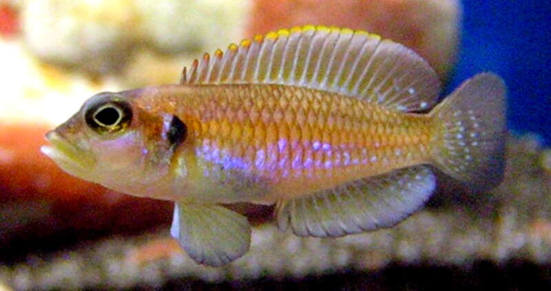 Lamprologus ocellatus (Steindachner 1909) resmi