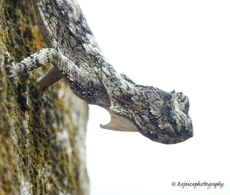 Plancia ëd Draco maculatus maculatus (Gray 1845)