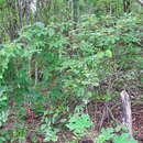 Image of Casearia corymbosa Kunth