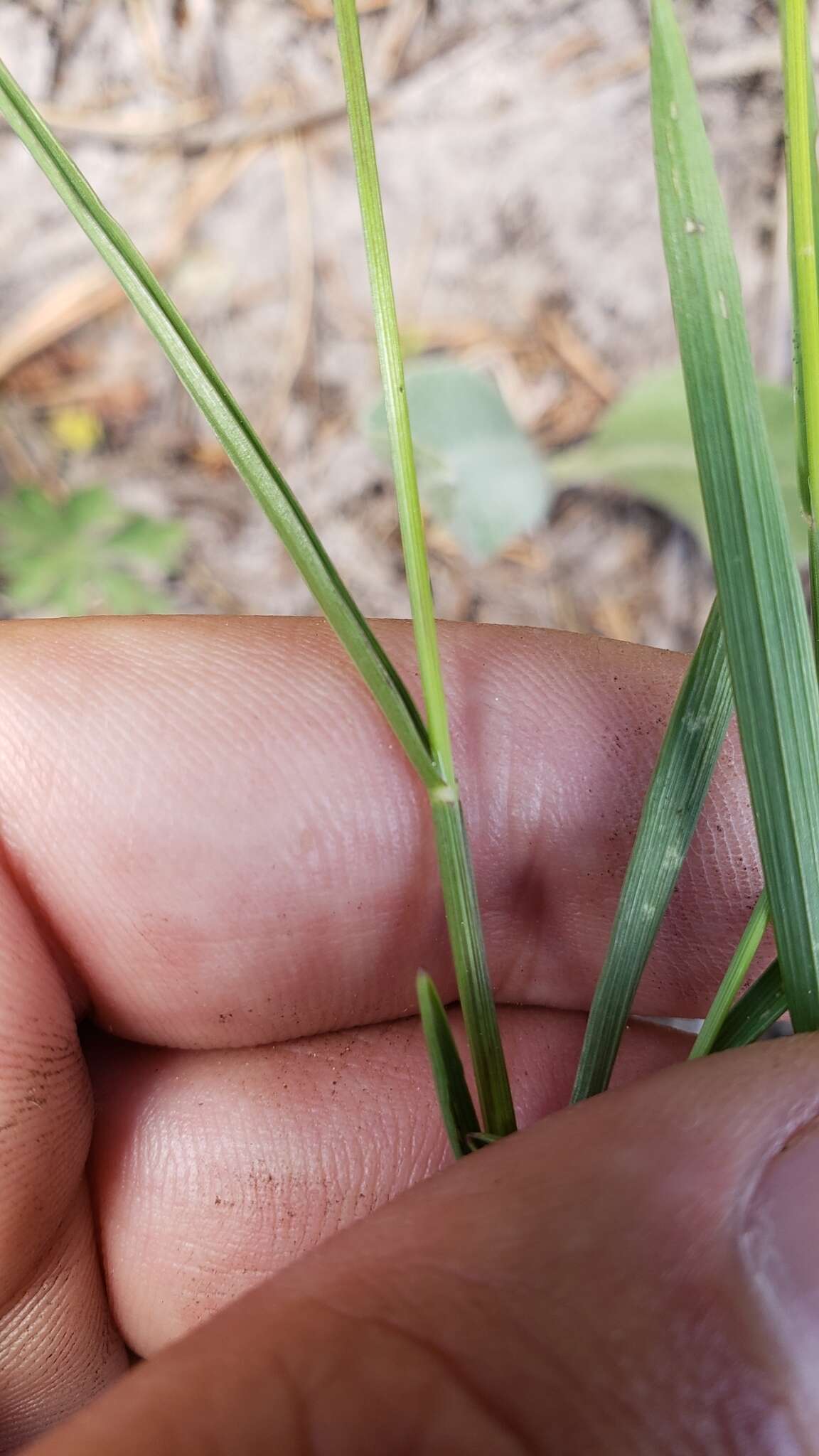 Image of little oniongrass