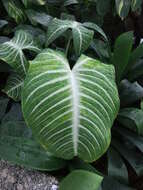 Image of Caladium lindenii (André) Madison