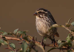 Image of Streaky Seedeater