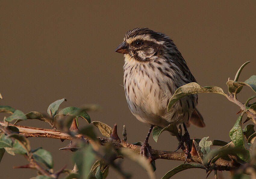 Image of Streaky Seedeater