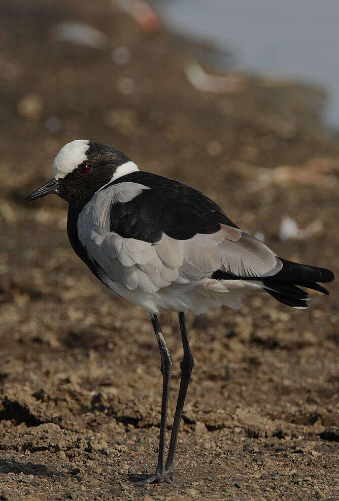 Image of Blacksmith Lapwing