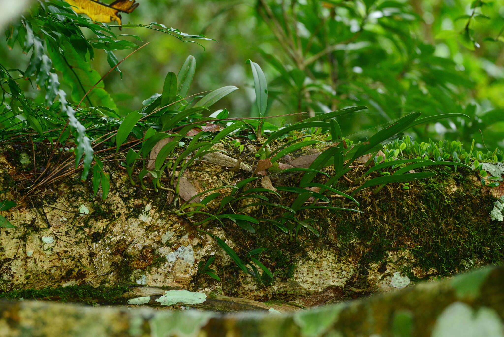 Слика од Bulbophyllum affine Wall. ex Lindl.