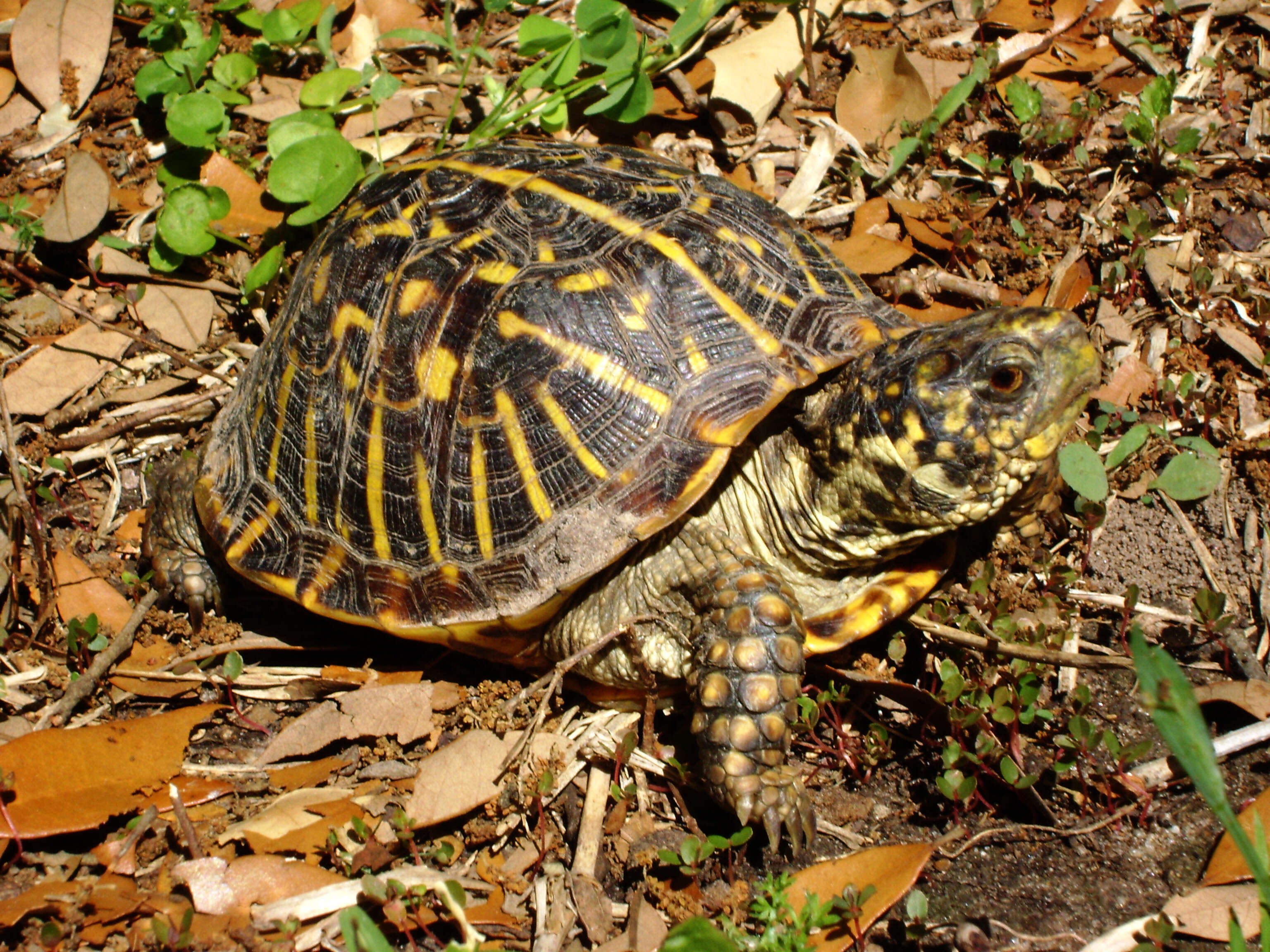 Plancia ëd Terrapene ornata ornata (Agassiz 1857)