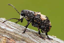 صورة Gonotropis dorsalis