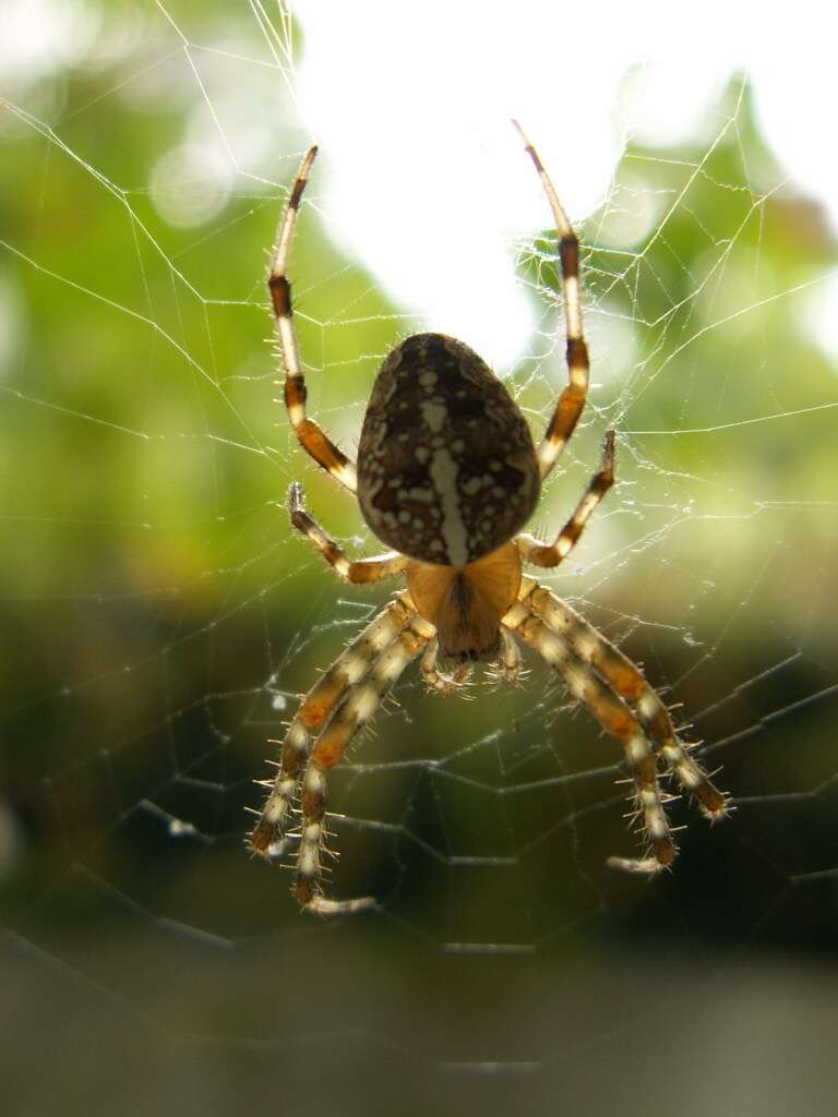 Image of Garden spider