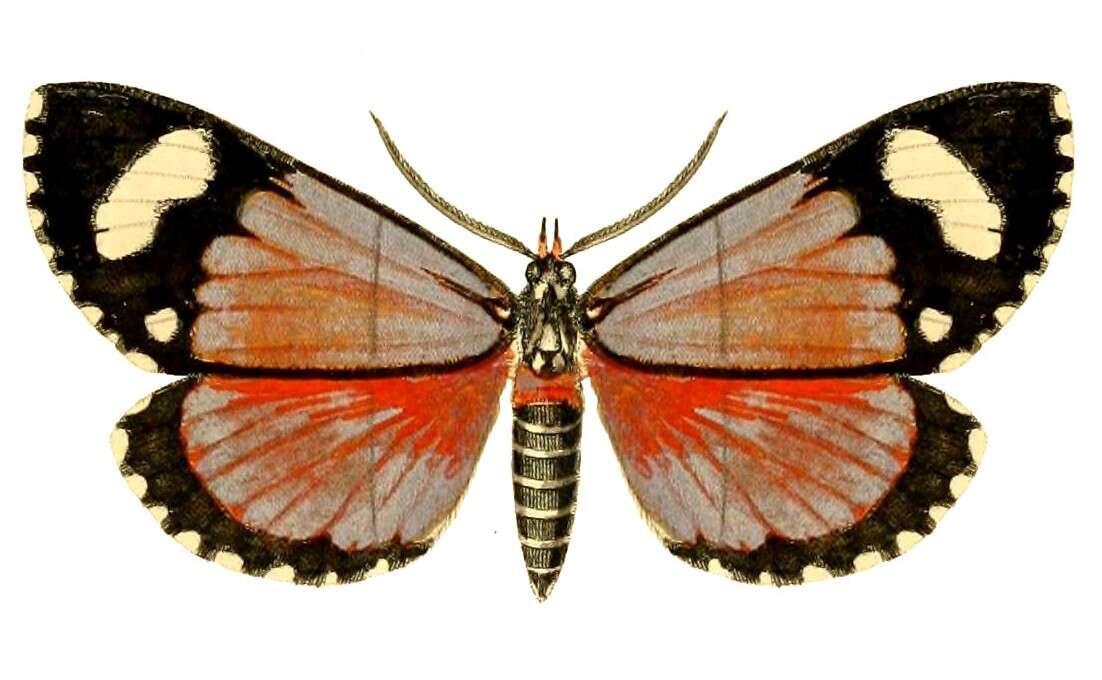صورة Phaegorista similis Walker 1869