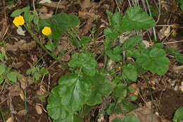 Image of Geum sylvaticum Pourret