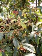 صورة Ardisia crenata Sims