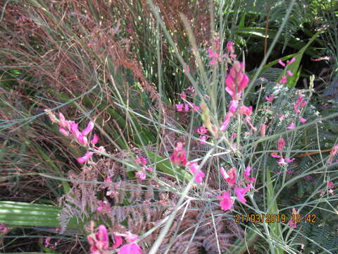 Plancia ëd Indigofera filifolia Thunb.