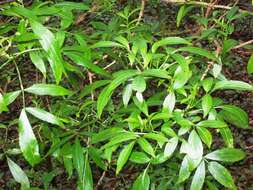 Image of Sambucus australasica (Lindley) Fritsch