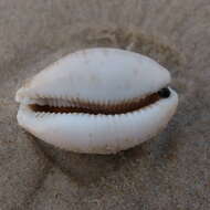 Image of Calf Cowrie