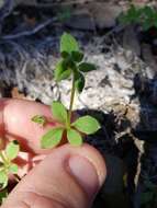 Plancia ëd Galium texense A. Gray