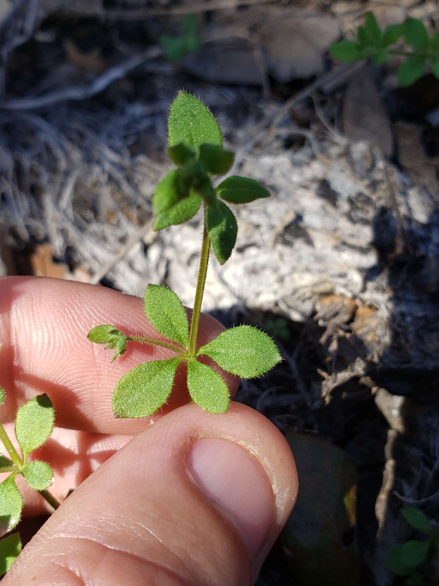 Plancia ëd Galium texense A. Gray