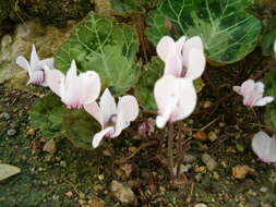 Слика од Cyclamen graecum Link