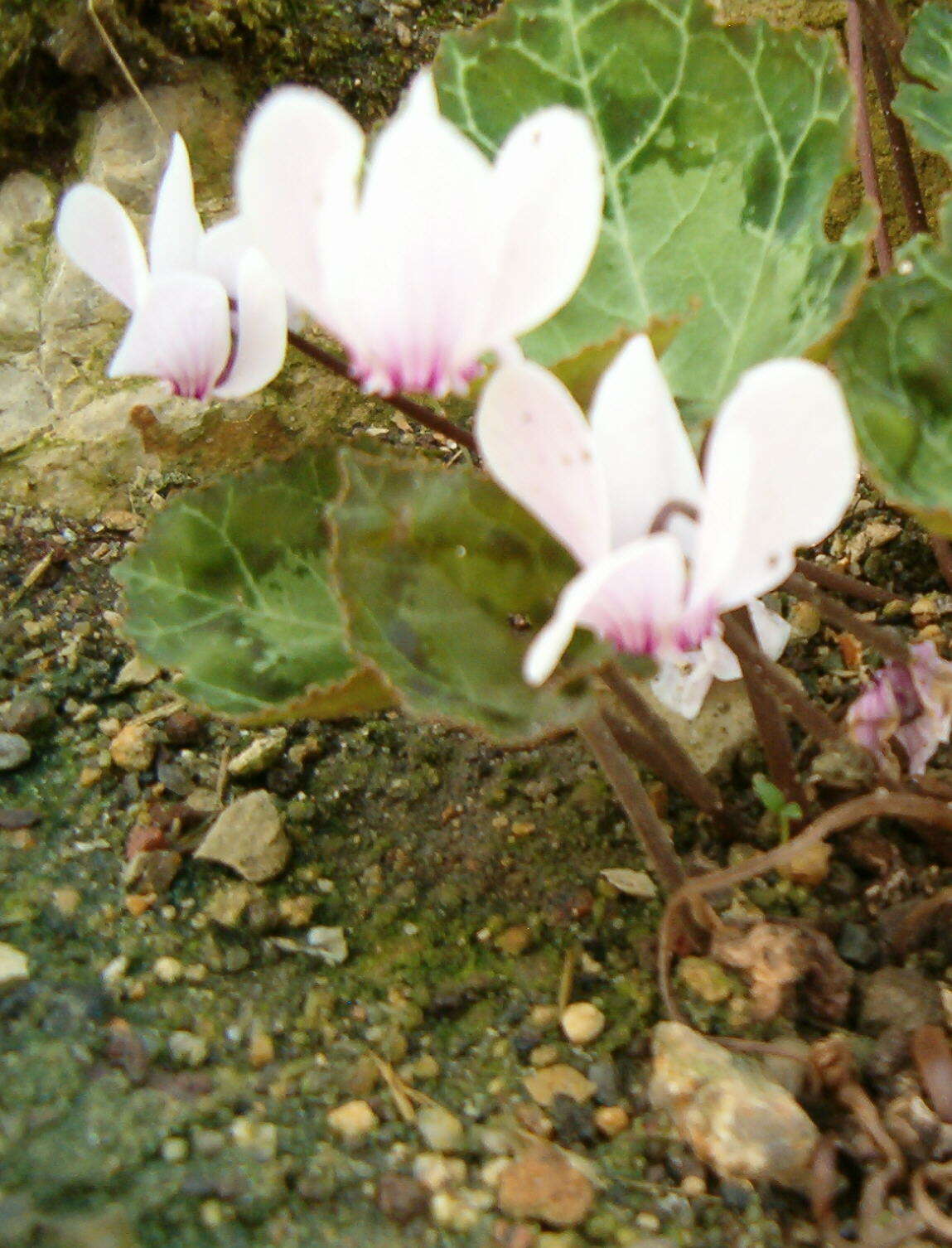 Слика од Cyclamen graecum Link