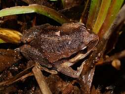 Image of Haswell’s Froglet