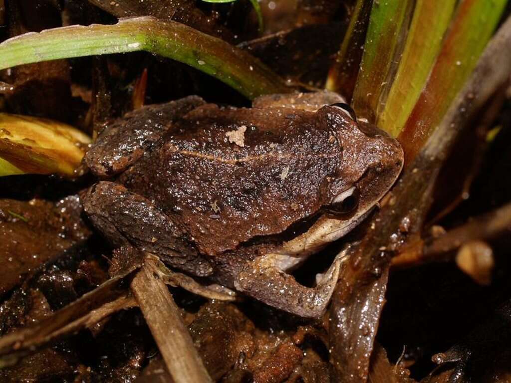 Image of Haswell’s Froglet